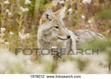 young coyote (canis latrans) in a forest; alberta canada View Large Photo Image Stock Image - young coyote (canis latrans) in a forest; alberta canada. Fotosearch