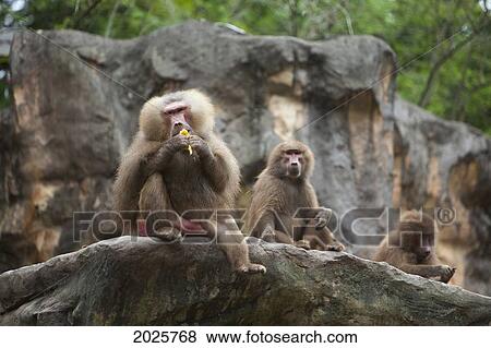 Stock Photo - A Baboon Eats Fruit At The Singapore Zoo; Singapore. Fotosearch