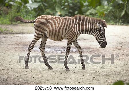 A Baby Zebra Walks At The Singapore Zoo; Singapore View Large Photo Image Stock Photo - A Baby Zebra Walks At The Singapore Zoo; Singapore. Fotosearch