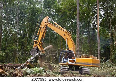 Stock Photography - A backhoe moves cut trees; portland oregon united states of america. Fotosearch
