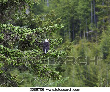 A bald headed eagle perches on a fir tree in the rainforest in the broughton archipeligo; british columbia canada View Large Photo Image Stock Photograph - A bald headed eagle perches on a fir tree in the rainforest in the broughton archipeligo; british columbia canada. Fotosearch