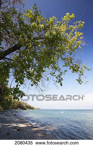 A beach near montezuma; puntarenas costa rica View Large Photo Image Stock Photography - A beach near montezuma; puntarenas costa rica. Fotosearch