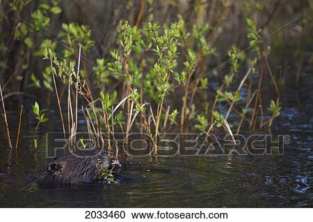 A Beaver Eating Leaves From A Plant Growing In The Water; Thunder Bay Ontario Canada View Large Photo Image Stock Image - A Beaver Eating Leaves From A Plant Growing In The Water; Thunder Bay Ontario Canada. Fotosearch