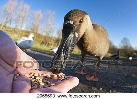 A Bird Eating Seed Out Of A Hand; Washington Tyne And Wear England View Large Photo Image Stock Image - A Bird Eating Seed Out Of A Hand; Washington Tyne And Wear England. Fotosearch