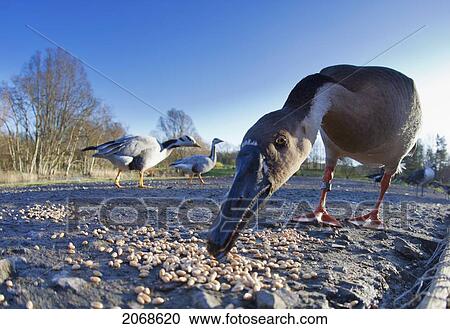 A Bird Eats Seeds From The Ground; Washington Tyne And Wear England View Large Photo Image Stock Image - A Bird Eats Seeds From The Ground; Washington Tyne And Wear England. Fotosearch