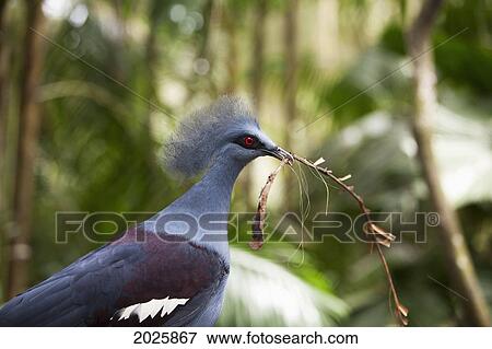 A Bird Gathers Nest Materials In Her Beak At At The Singapore Zoo; Singapore View Large Photo Image Stock Photo - A Bird Gathers Nest Materials In Her Beak At At The Singapore Zoo; Singapore. Fotosearch
