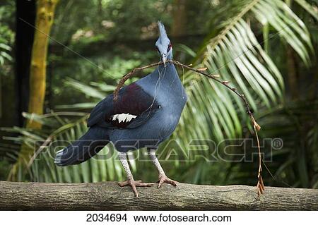 A Bird Gathers Twigs At The Singapore Zoo; Singapore View Large Photo Image Picture - A Bird Gathers Twigs At The Singapore Zoo; Singapore. Fotosearch