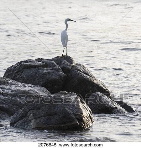 A bird stands on a rock surrounded by water; sayulita mexico View Large Photo Image Stock Photography - A bird stands on a rock surrounded by water; sayulita mexico. Fotosearch