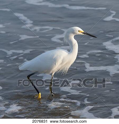 A bird wades in the shallow water; sayulita mexico View Large Photo Image Stock Image - A bird wades in the shallow water; sayulita mexico. Fotosearch