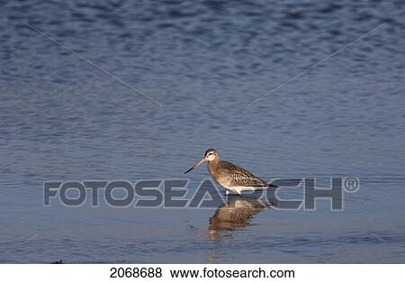 Stock Photo - A Bird Wading In The Shallow Water; Northumberland England. Fotosearch