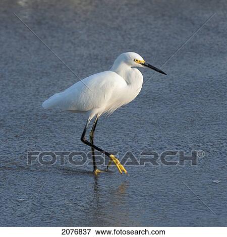 A bird wading in the shallow water; sayulita mexico View Large Photo Image Stock Photo - A bird wading in the shallow water; sayulita mexico. Fotosearch