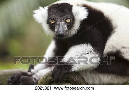 Stock Image - A Black-And-White Ruffed Lemur (Varecia Variegata) At The Singapore Zoo; Singapore. Fotosearch
