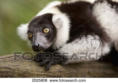 A Black-And-White Ruffed Lemur (Varecia Variegata) At The Singapore Zoo; Singapore View Large Photo Image Stock Photo - A Black-And-White Ruffed Lemur (Varecia Variegata) At The Singapore Zoo; Singapore. Fotosearch