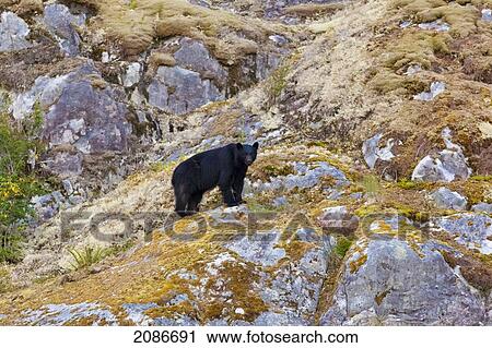 Stock Image - A black bear hunts for food on the rocks of a remote inlet on the west coast of vancouver island; british columbia canada. Fotosearch