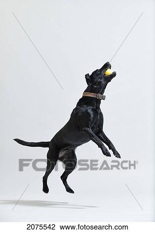 Stock Image - A Black Dog Leaps To Catch A Ball In It's Mouth; Tarifa Cadiz Andalusia Spain. Fotosearch