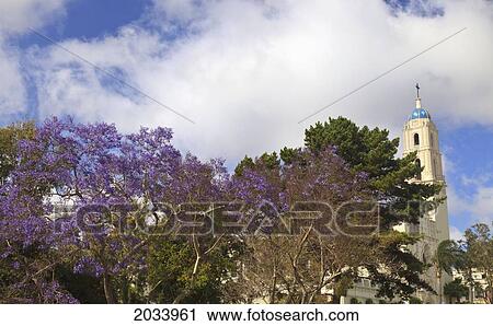 A Building And Blossoming Trees On The Campus Of The University Of San Diego; San Diego California United States Of America View Large Photo Image Stock Image - A Building And Blossoming Trees On The Campus Of The University Of San Diego; San Diego California United States Of America. Fotosearch