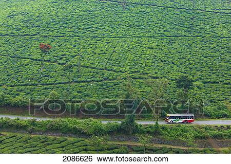 A bus travels down a road beside a tea plantation; rajasthan india View Large Photo Image Stock Photograph - A bus travels down a road beside a tea plantation; rajasthan india. Fotosearch