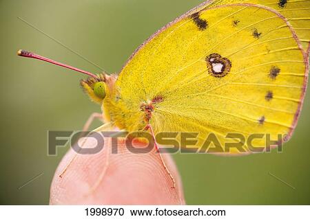 A Butterfly On A Fingertip; Dundee Ohio United States Of America View Large Photo Image Stock Image - A Butterfly On A Fingertip; Dundee Ohio United States Of America. Fotosearch