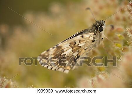 A Butterfly Sitting On Flowers; Walnutcreek Ohio United States Of America View Large Photo Image Stock Photo - A Butterfly Sitting On Flowers; Walnutcreek Ohio United States Of America. Fotosearch
