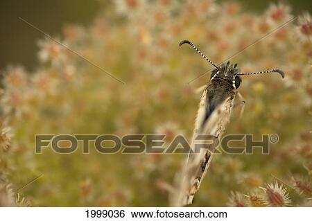 A Butterfly Sitting On Flowers; Walnutcreek Ohio United States Of America View Large Photo Image Stock Photograph - A Butterfly Sitting On Flowers; Walnutcreek Ohio United States Of America. Fotosearch