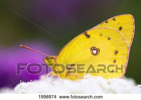 A Butterfly Sitting On White Flower Blossoms; Dundee Ohio United States Of America View Large Photo Image Picture - A Butterfly Sitting On White Flower Blossoms; Dundee Ohio United States Of America. Fotosearch
