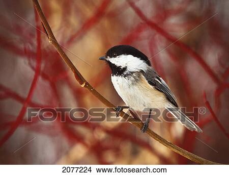 A chickadee sits on a tree branch with red twigs in the background; spruce grove alberta canada View Large Photo Image Picture - A chickadee sits on a tree branch with red twigs in the background; spruce grove alberta canada. Fotosearch