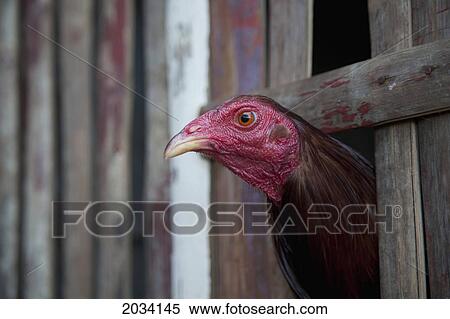 A Chicken With His Head Peeking Out Between Wooden Slats; El Nido Bacuit Archipelago Palawan Philippines View Large Photo Image Stock Photography - A Chicken With His Head Peeking Out Between Wooden Slats; El Nido Bacuit Archipelago Palawan Philippines. Fotosearch