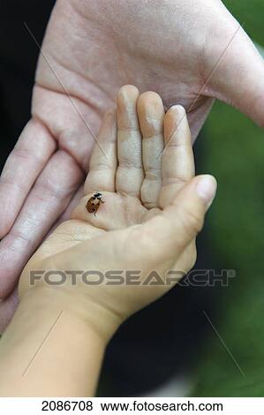 A child and adult with chalk on their hands holding a ladybug; edmonton alberta canada View Large Photo Image Stock Photo - A child and adult with chalk on their hands holding a ladybug; edmonton alberta canada. Fotosearch