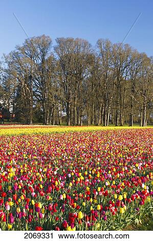 Stock Image - A Colourful Tulip Field At Wooden Shoe Tulip Farm; Woodburn Oregon United States Of America. Fotosearch