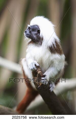 A Cotton-Top Tamarin Monkey (Saguinus Oedipus) At The Singapore Zoo; Singapore View Large Photo Image Stock Photograph - A Cotton-Top Tamarin Monkey (Saguinus Oedipus) At The Singapore Zoo; Singapore. Fotosearch