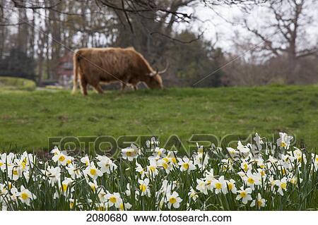 A cow grazing in a field with daffodils in bloom; hirsel scottish borders scotland View Large Photo Image Stock Image - A cow grazing in a field with daffodils in bloom; hirsel scottish borders scotland. Fotosearch