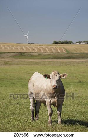 Stock Image - A Cow Grazing In A Field With Wind Turbine In The Background And Blue Sky Near Trochu; Alberta Canada. Fotosearch
