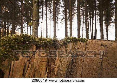 Stock Photo - A cracked cliff along the edge of a forest; northumberland england. Fotosearch