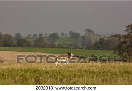 A Deer Running Through A Field; North Yorkshire England View Large Photo Image Stock Photo - A Deer Running Through A Field; North Yorkshire England. Fotosearch