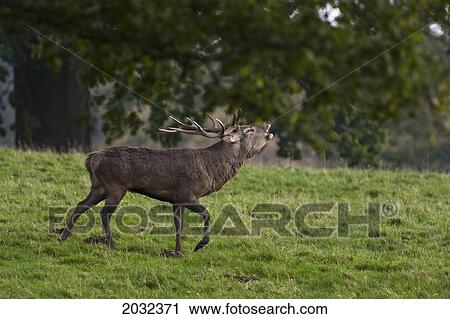 A Deer Standing In A Field And Calling; North Yorkshire England View Large Photo Image Stock Image - A Deer Standing In A Field And Calling; North Yorkshire England. Fotosearch