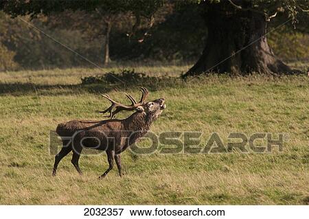 Stock Photo - A Deer Standing In A Field And Calling; North Yorkshire England. Fotosearch