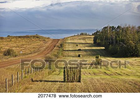 A dirt road and hay bales in a field; parkland county alberta canada View Large Photo Image Stock Photo - A dirt road and hay bales in a field; parkland county alberta canada. Fotosearch