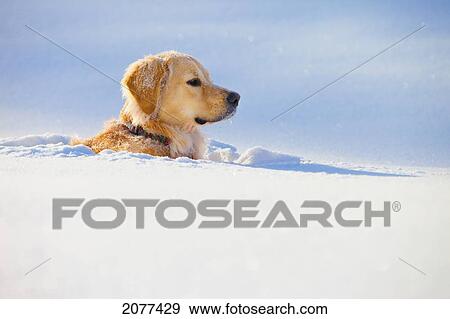 A dog buried in snow; spruce grove alberta canada View Large Photo Image Stock Photo - A dog buried in snow; spruce grove alberta canada. Fotosearch