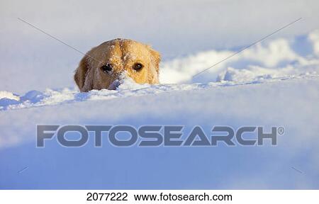 A dog buried in snow with his head peeking out; spruce grove alberta canada View Large Photo Image Stock Image - A dog buried in snow with his head peeking out; spruce grove alberta canada. Fotosearch