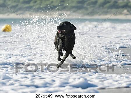 A Dog Running In The Tide Along A Beach To Fetch A Ball; Tarifa Cadiz Andalusia Spain View Large Photo Image Stock Photo - A Dog Running In The Tide Along A Beach To Fetch A Ball; Tarifa Cadiz Andalusia Spain. Fotosearch