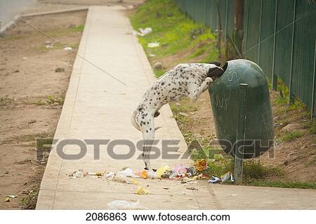 A dog standing on its hind legs with its head in the garbage receptacle with garbage all over the sidewalk; lima peru View Large Photo Image Stock Image - A dog standing on its hind legs with its head in the garbage receptacle with garbage all over the sidewalk; lima peru. Fotosearch
