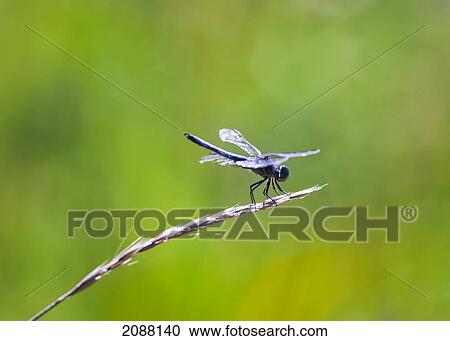 A dragonfly balances on a seed head of grass; british columbia canada View Large Photo Image Stock Image - A dragonfly balances on a seed head of grass; british columbia canada. Fotosearch