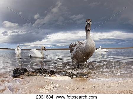 Picture - A Duck And Swans In The Shallow Water Along The Coast; Northumberland England. Fotosearch