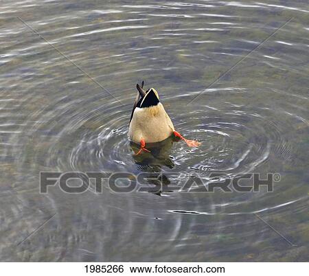 Stock Photograph - A Duck Ducking Under Water In Search Of Food; Glengarriff County Cork Ireland. Fotosearch