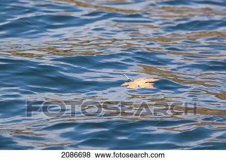 Stock Photo - A fallen maple leaf floats on the ocean waters near cowichan bay; british columbia canada. Fotosearch