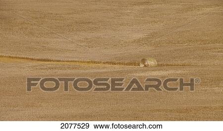 A field of grain with a hay bale in a cut row; wetaskiwin county alberta canada View Large Photo Image Stock Photo - A field of grain with a hay bale in a cut row; wetaskiwin county alberta canada. Fotosearch