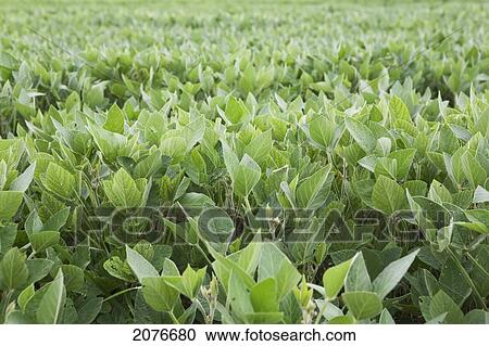 A field of soy bean plants; port colborne ontario canada View Large Photo Image Stock Image - A field of soy bean plants; port colborne ontario canada. Fotosearch