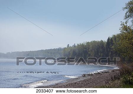 Stock Photo - A Flock Of Canada Geese In Lake Superior; Thunder Bay Ontario Canada. Fotosearch