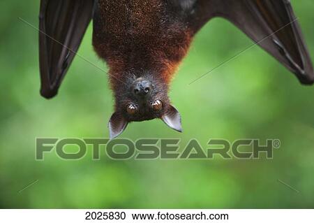 Stock Image - A Flying Fox Bat Hangs Upside Down From A Tree Branch At The Singapore Zoo; Singapore. Fotosearch
