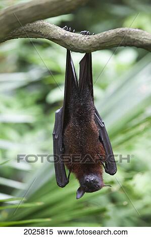 A Flying Fox Bat Hangs Upside Down From A Tree Branch At The Singapore Zoo; Singapore View Large Photo Image Stock Photography - A Flying Fox Bat Hangs Upside Down From A Tree Branch At The Singapore Zoo; Singapore. Fotosearch